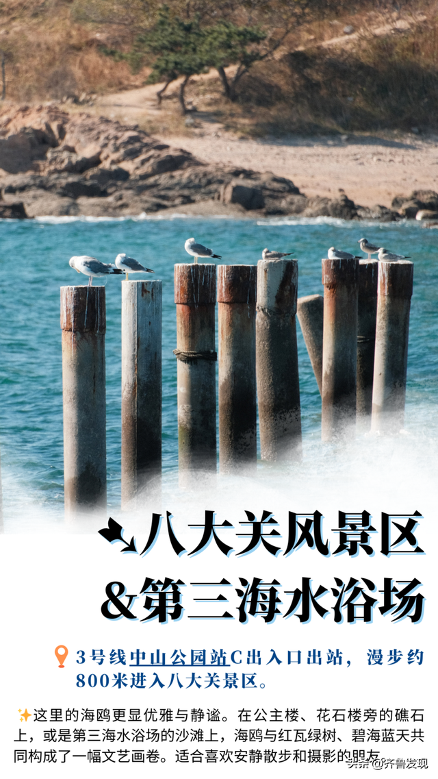 听说青岛来了老朋友？ 这份地铁“追鸥”攻略请收好！