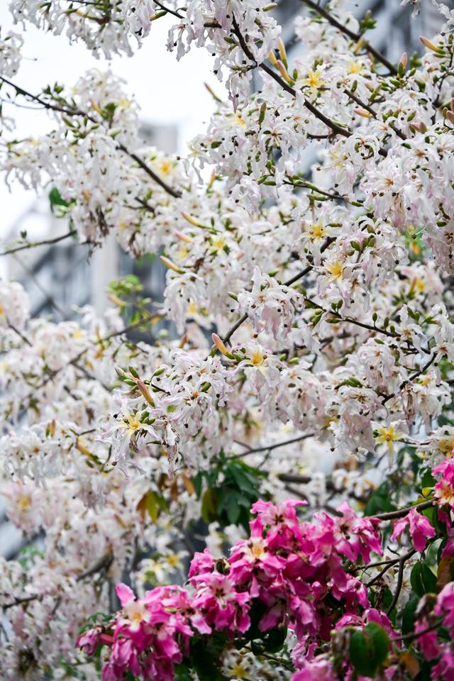 深活指南｜免费！深圳这些赏花点美成漫画，不允许有人不知道！