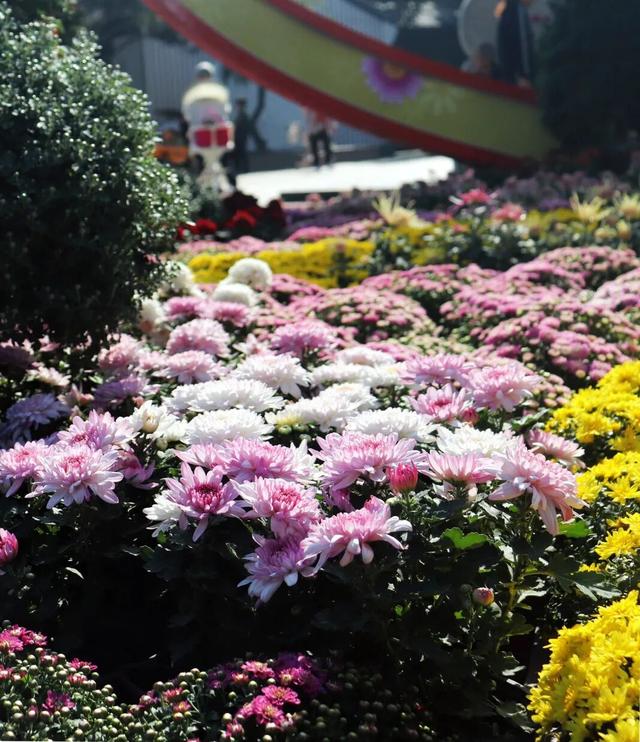 不愧是顶流！一大早就红了，人挤人持续好多天！萧山人家门口也有······