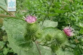 常见药用植物——牛蒡图片