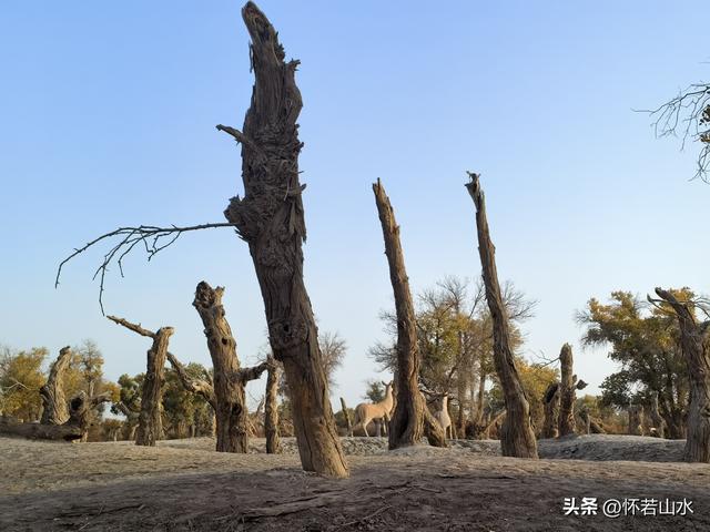 2025环南疆沙漠铁路背包自由行日记(6)---游览巴楚红海胡杨林景区