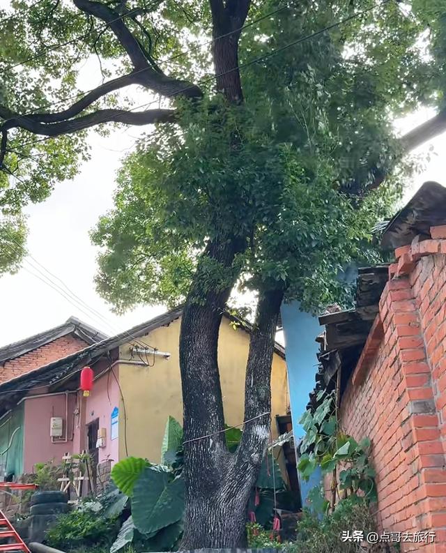 成都龙泉山下，最低调的古场镇，停留在80年前，公交车1元直达！