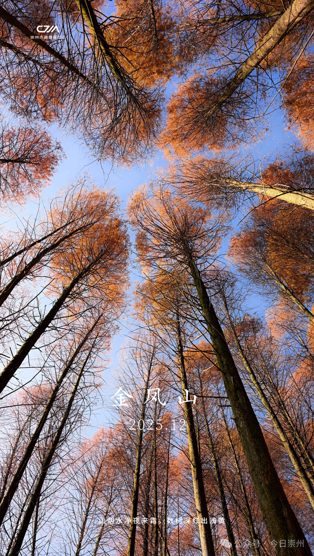 崇州彩林天花板🤩🤩🤩谁还没去过？