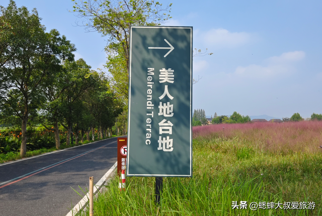 这个杭州“粉黛花海”不得了，80%人都找不到，花期一个月快冲！