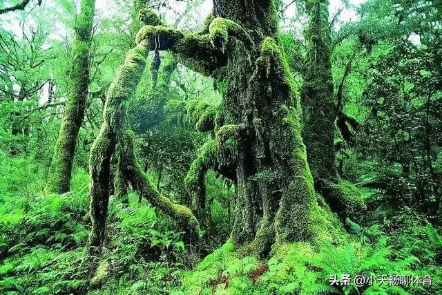 世界上只有云南省才有的全球独一无二的五大奇景