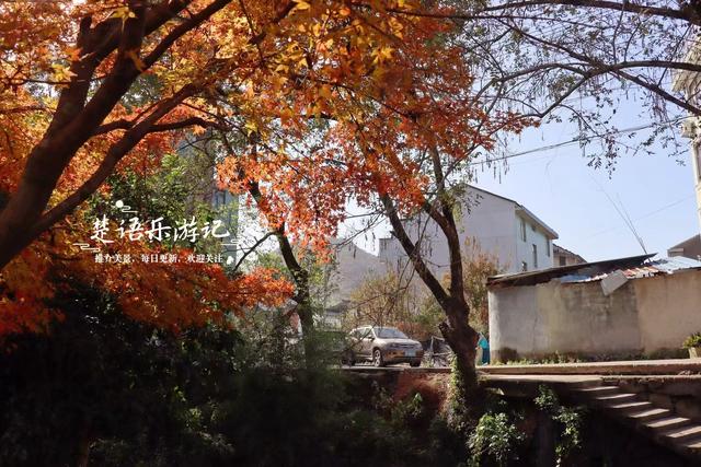 这里不愧是文化名村与景区村庄，银杏与红枫相映，美得一塌糊涂