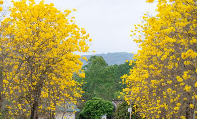 六公里“黄金长廊”绽放春光！博罗杨侨黄花风铃木盛放迎客