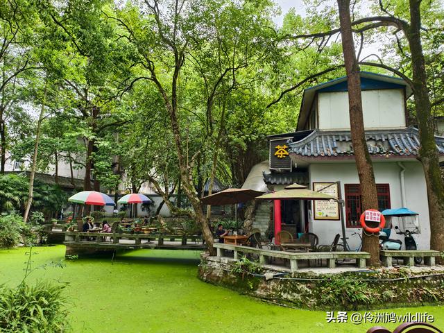 成都古镇（15）郫县唐昌古镇崇宁公园·大椿巷