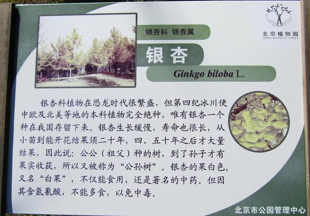 花木春秋322：银杏 | 植物界的活化石