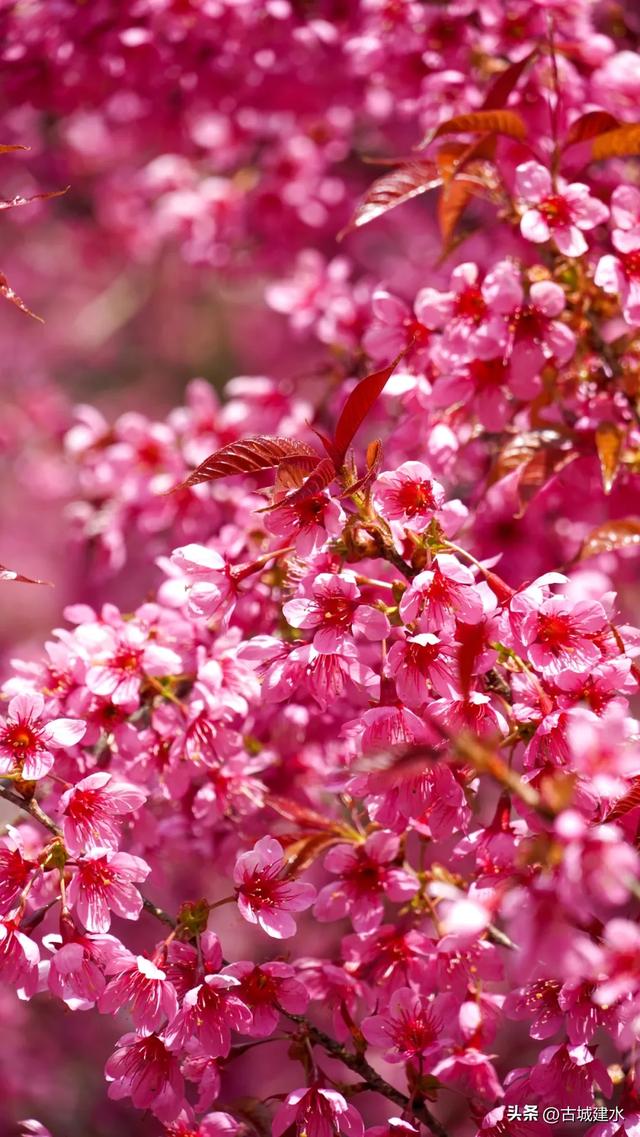 山涧茶垄樱似霞 建水云龙山冬日樱韵正当时