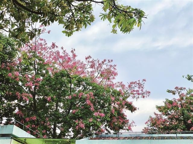 厦门秋意渐浓，快来这些地方体验别样秋韵→