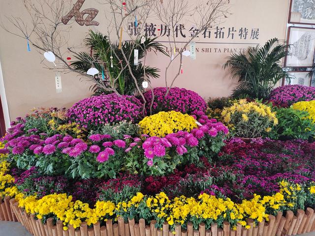 甘州府城菊花飘香