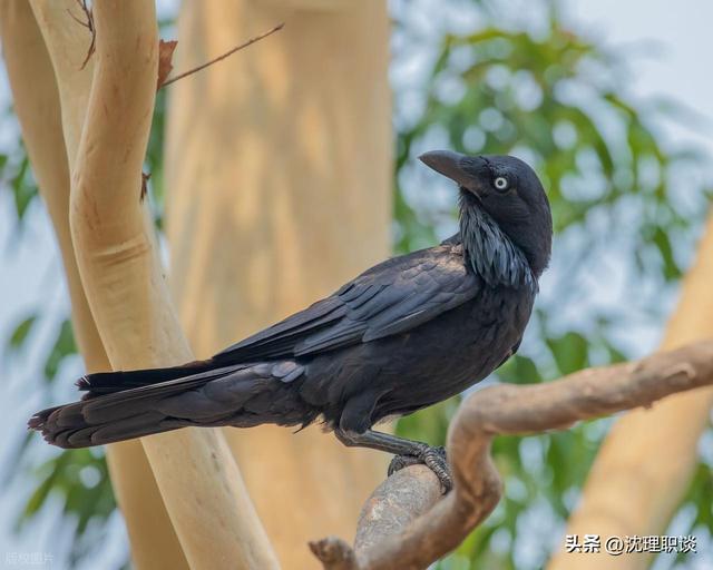 当领导和同事不尊重你时，不必翻脸，只需“乌鸦定律”就够了！