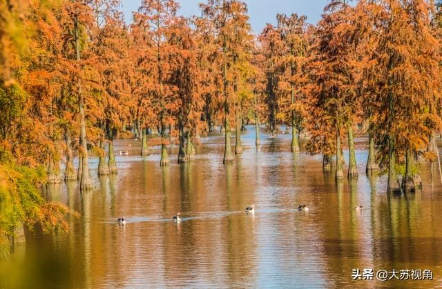 南京池杉湖5万株红杉染透湖面，珍稀鸟类扎堆，错过等一年
