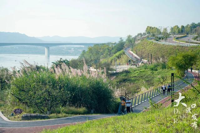 梦幻绝美!大渡口藏着一大片芦苇花海,现在去正好