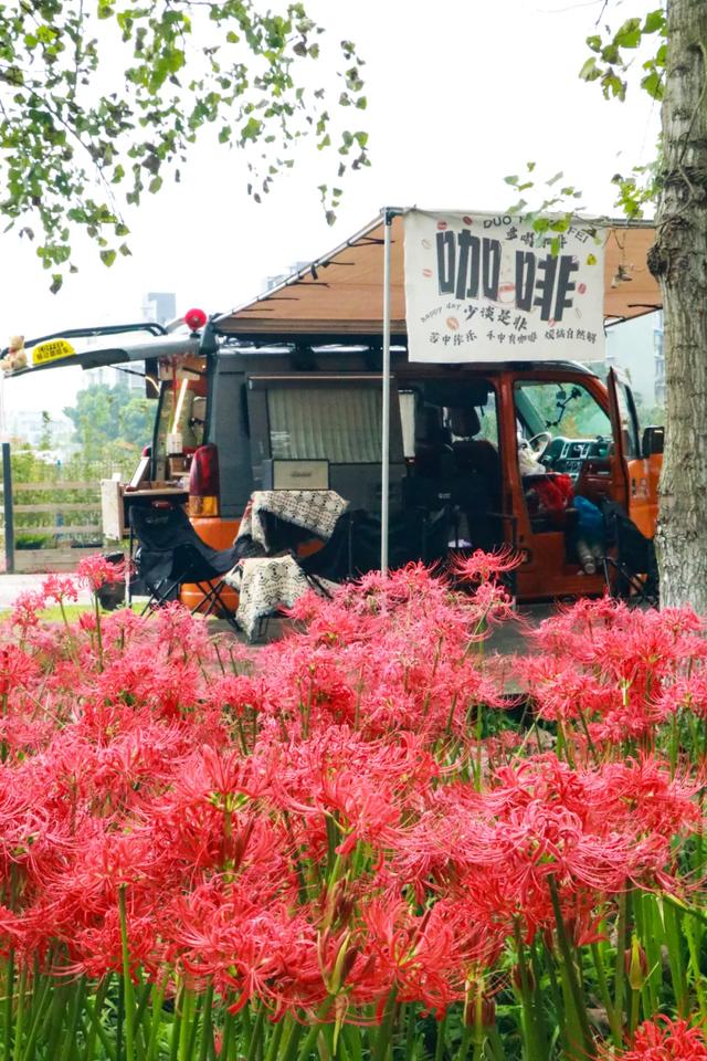 免费打卡!郫都这片彼岸花开得正盛!周末约起→