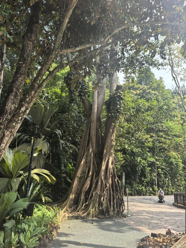 新加坡：“亲自然城市”，并非简单的“花园城市”