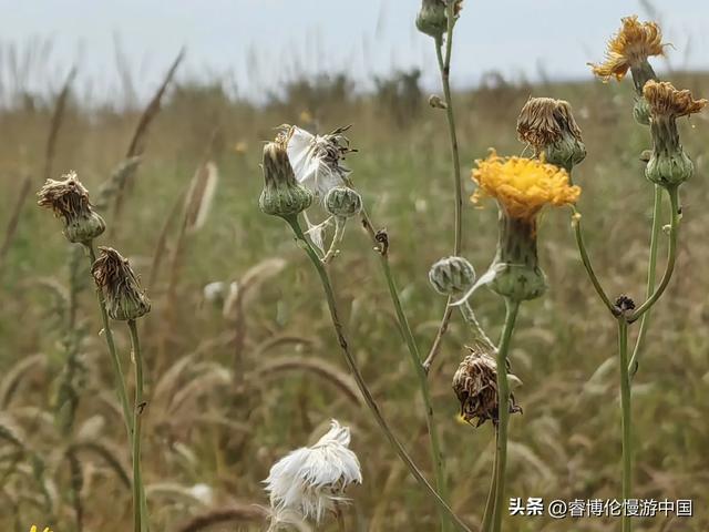 寻找谷力脑包