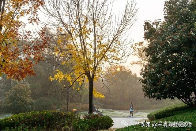 陕西渭南：人民公园银杏林色彩纷呈 祥和美丽 秋色宜人