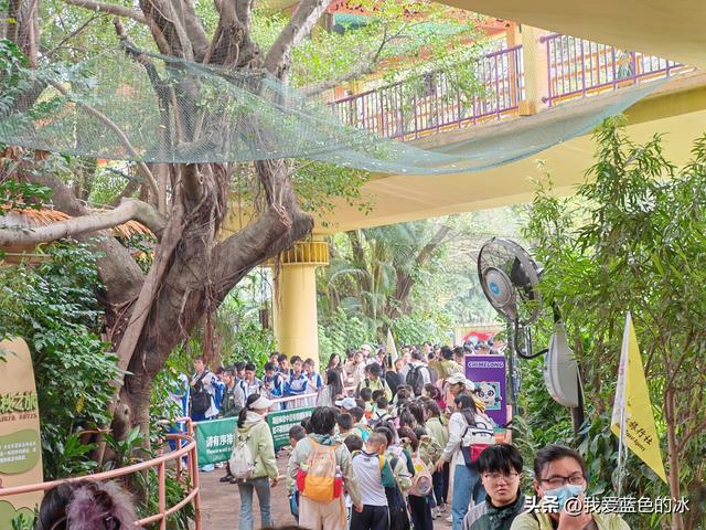 参观广州长隆野生动物园，全程感觉眼累手累腿不累