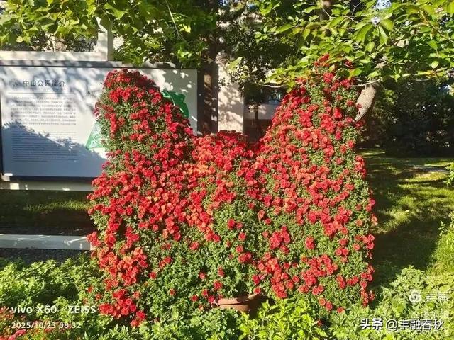 菊绽秋阳里，暗香绕中山｜申艳娟