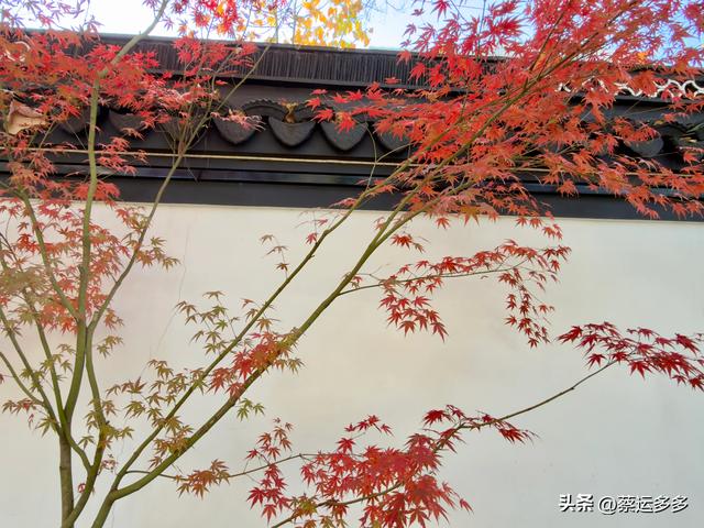 沪上园林古猗园已达颜值巅峰