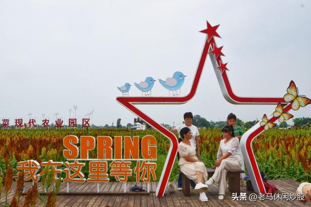 五方村的高粱红了，正是拍照打卡时