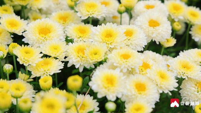 文化中国行丨寒露时节探访范镇：菊花绽放韵味悠长