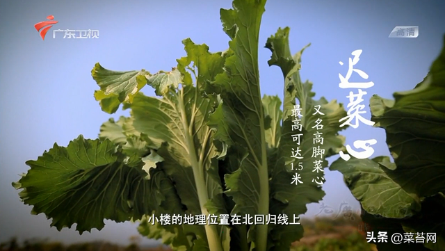 老广的味道 鱼肚花胶是哪期 老广的味道第五季鱼露