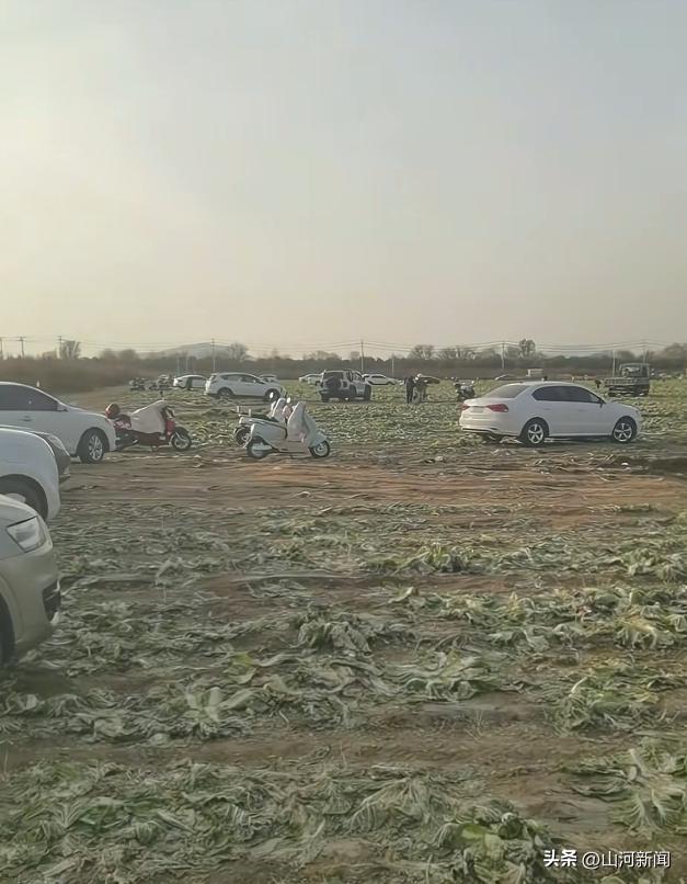 内蒙200亩白菜遭七八百人免费砍，菜农发声，游客反呛：来找我啊