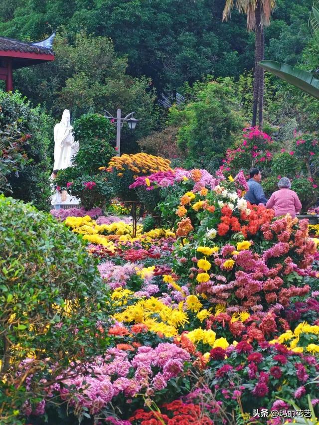 金秋赏花，醉美秋菊展，菊香满西湖