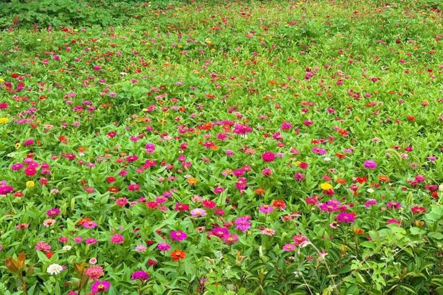 河南汝阳：邂逅杜康古镇，共赴菊海之约