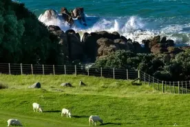 你不知道的国家冷知识（新西兰）图片