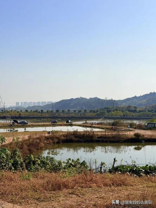 遛娃休闲两不误，在长沙“小禾木”邂逅12月初的灿烂风光！