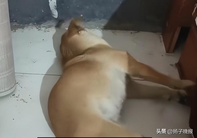 长沙女子被自己幼犬轻咬手指，两个月后引发狂犬病，医生回应