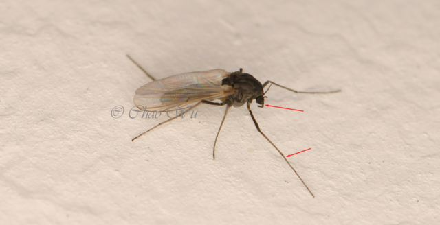 北京雪地惊现蚊子爬行，蚊子出现抗寒性了？