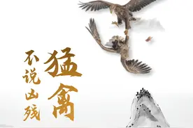 猛禽：不说凶残图片