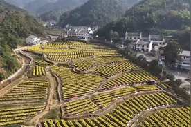 【走在乡村振兴大道上】枫林镇皇菊盛开！村民致富走上“繁花路”图片