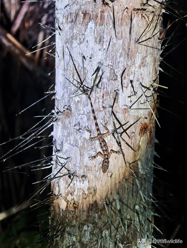 马来西亚(36)砂拉越州⑩峇哥国家公园夜间徒步体验