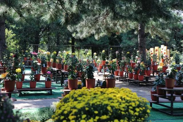 万株菊花争奇斗艳！国家植物园开启最美金秋，攻略——