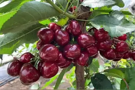 红火多年的美早大樱桃，为啥还这么受欢迎?果农：4个原因，很现实图片