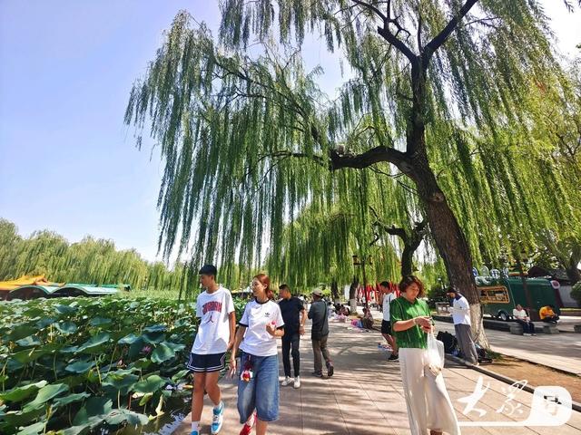 明湖垂柳曼妙多姿 游人如织景致如画