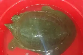 钓甲鱼，这样钓就行了！效率非常高，最多一天我钓了十二只！图片