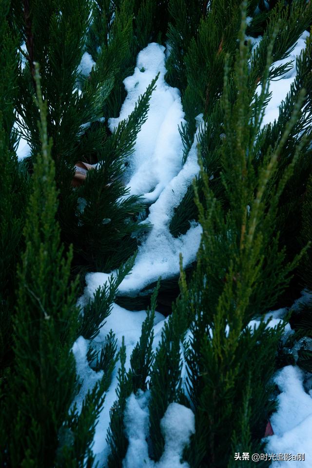 冬日的松柏丛，被雪裹成了一幅素净的画！