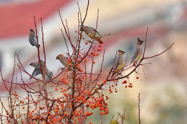 新聊新景丨水城之冬 太平鸟入画