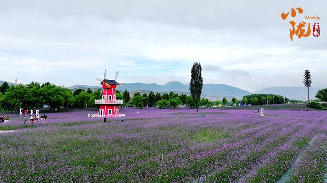 【小陇画报·403期】邂逅夏日永靖 胜似江南水乡