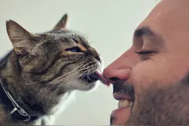 被猫咪舔了一下，竟然付出生命的代价，被狗舔了一下就要截掉四肢图片