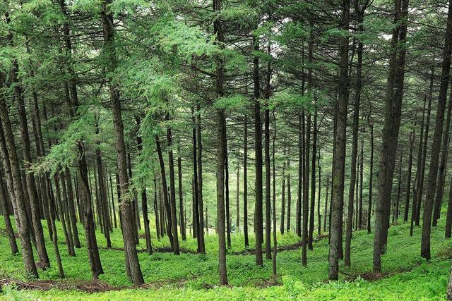 苏州最有灵气的徒步路线，我在旺山漫步竹海茶园，邂逅灵猴碧潭