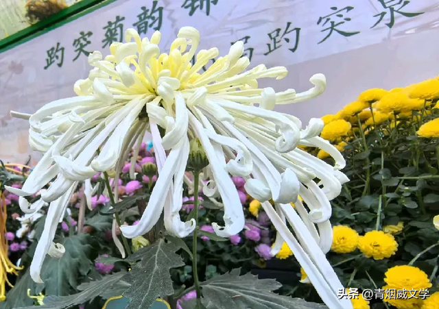 趵突菊韵 锦绣泉城