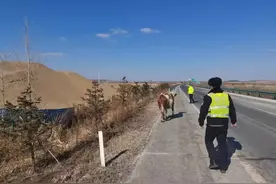 紧急处置 | “牛魔王”窜入高速公路，民警合力上演“赶牛记”图片